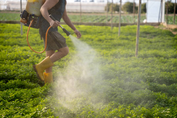 Best Pest Removal Services  in Lake Worth, TX
