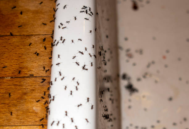 Best Mosquito Control Services  in Lake Worth, TX