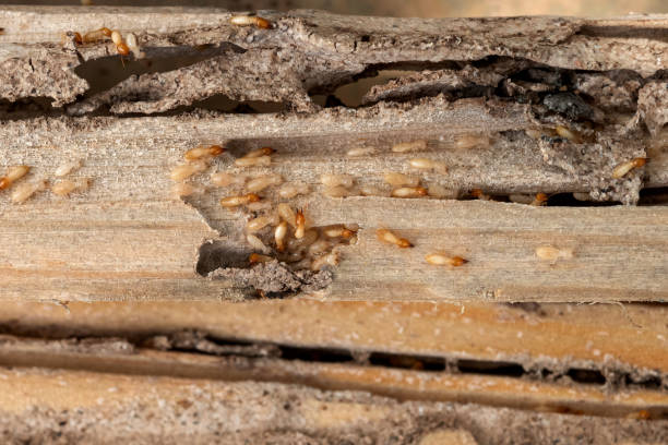 Pest Prevention Services in Lake Worth, TX